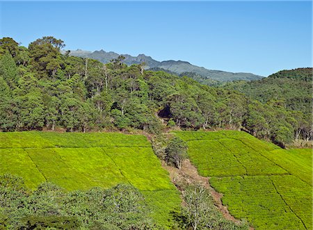 Tea gardens close to the forest edge in the foothills of the Aberdare Mountains. Foto de stock - Con derechos protegidos, Código: 862-06542259