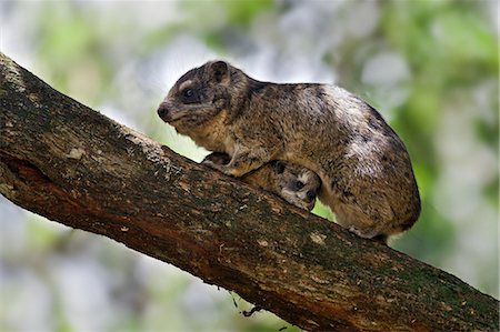 A Southern tree hyrax protecting its young. Stock Photo - Rights-Managed, Code: 862-06542250