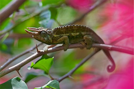 A Jacksons three horned Chameleon. Foto de stock - Direito Controlado, Número: 862-06542252