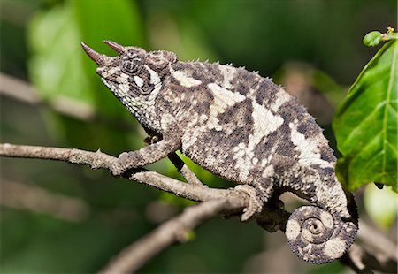 simsearch:862-03711632,k - A Jacksons three horned Chameleon. Stock Photo - Rights-Managed, Code: 862-06542253