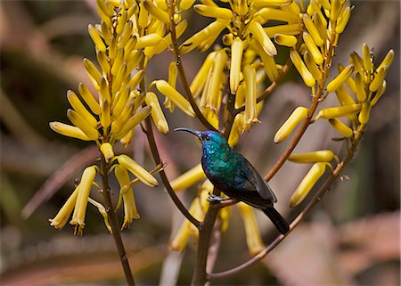 simsearch:862-03888676,k - A Variable Sunbird , falkensteini, perched on a yellow aloe. Foto de stock - Con derechos protegidos, Código: 862-06542270