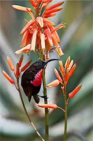 simsearch:862-06542223,k - A Scarlet chested Sunbird perched on an orange aloe. Foto de stock - Con derechos protegidos, Código: 862-06542271