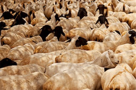 North of Merti, Northern Kenya. Sheep wait to drink at a northern watering hole. Stockbilder - Lizenzpflichtiges, Bildnummer: 862-06542288