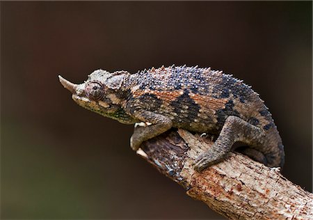 A one horned Chameleon, Karen, Kenya Foto de stock - Direito Controlado, Número: 862-06542290