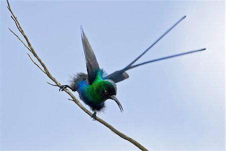 simsearch:862-06542223,k - A Malachite Sunbird on the moorlands of Mount Kenya, Kenya Foto de stock - Con derechos protegidos, Código: 862-06542304