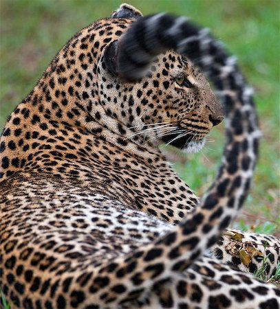 simsearch:862-06542214,k - A leopard in the Aberdare National Park, Kenya Fotografie stock - Rights-Managed, Codice: 862-06542303
