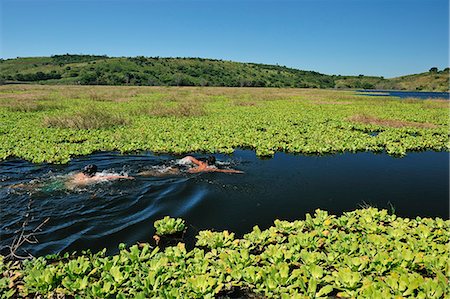 simsearch:862-06542540,k - Boys swimming in lake Lagune, Nicaragua, Central America Stockbilder - Lizenzpflichtiges, Bildnummer: 862-06542536