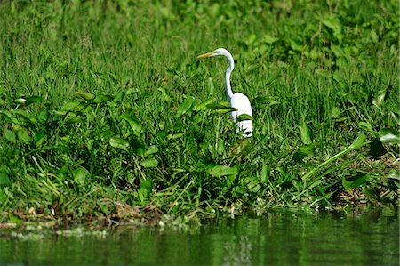 simsearch:862-06542530,k - Boat tour on Las Isletas, Lago Nicaragua,  Nicaragua, Central America, Foto de stock - Con derechos protegidos, Código: 862-06542559