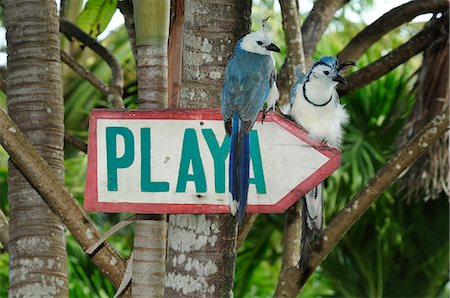 simsearch:862-06542607,k - Two Whitethroated MagpieJay perched on sign, Ometepe Island, Lago de Nicaragua, Nicaragua Photographie de stock - Rights-Managed, Code: 862-06542586