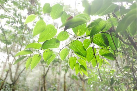 simsearch:862-06542581,k - Overhanging branch in Parque Nacional de Amistad in Panama, Central America Photographie de stock - Rights-Managed, Code: 862-06542631