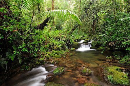 forêt tropical - Creek at Parque Nacional de Amistad near Boquete, Panama, Central America. Photographie de stock - Rights-Managed, Code: 862-06542646
