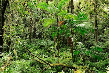 simsearch:862-06542651,k - Forest at Parque Nacional de Amistad near Boquete, Panama, Central America. Foto de stock - Con derechos protegidos, Código: 862-06542648