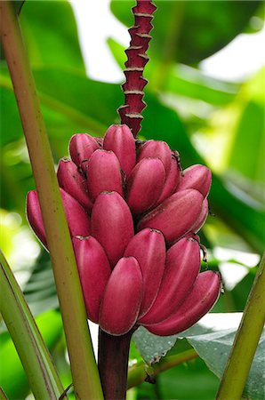 simsearch:862-06542581,k - Individual Flower at Sitio Barrilles, Archeological Site, Panama, Central America Photographie de stock - Rights-Managed, Code: 862-06542655