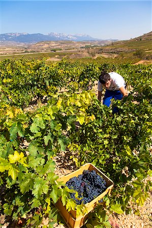 farm workers grapes - Harvest season in Briones, La Rioja, Spain Stock Photo - Rights-Managed, Code: 862-06542865