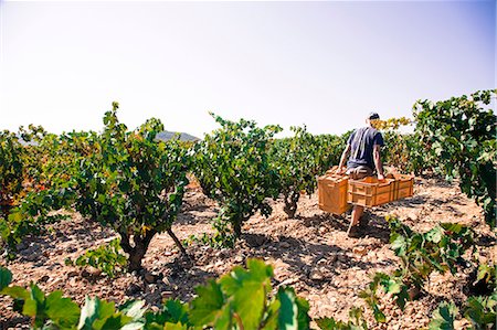 Harvest season in Briones, La Rioja, Spain Stock Photo - Rights-Managed, Code: 862-06542867