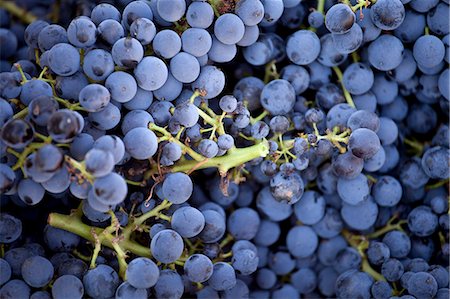 fruits grapes - Harvest season in Briones, La Rioja, Spain Stock Photo - Rights-Managed, Code: 862-06542872