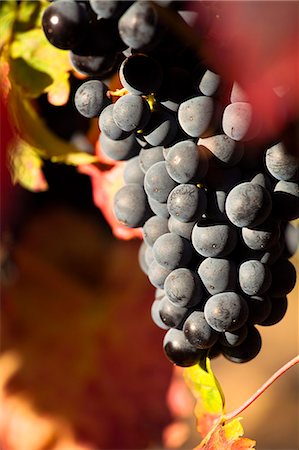 simsearch:841-07801516,k - Vineyards in La Rioja , Alava, Rioja and Basque Country, Spain, Europe. Photographie de stock - Rights-Managed, Code: 862-06542891