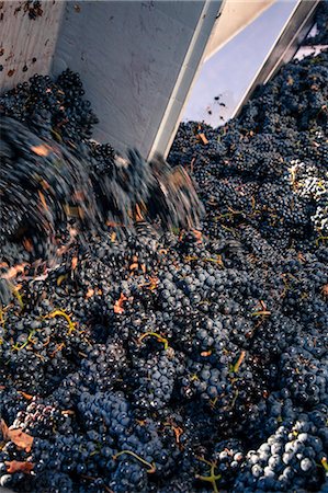 simsearch:862-08273799,k - Harvest season in Briones, La Rioja, Spain Photographie de stock - Rights-Managed, Code: 862-06542911