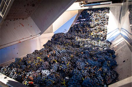 Harvest season in Briones, La Rioja, Spain Stock Photo - Rights-Managed, Code: 862-06542912