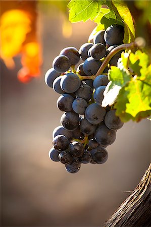 simsearch:862-06542935,k - Vineyard in Laguardia, La Rioja, Spain, Europe Fotografie stock - Rights-Managed, Codice: 862-06542925