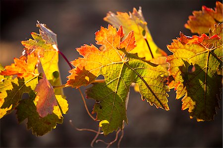 Vineyard in Laguardia, La Rioja, Spain, Europe Stock Photo - Rights-Managed, Code: 862-06542926