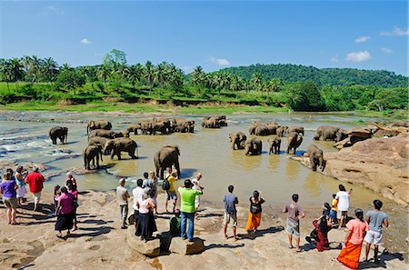 recua - Sri Lanka, Pinnewala Elephant Orphanage near Kegalle, elephants bathing Foto de stock - Con derechos protegidos, Código: 862-06543019