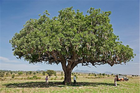 Visitors to Kidepo National Park marvel at a huge sausage tree, Kigelia Africana, Uganda, Africa Stock Photo - Rights-Managed, Code: 862-06543144