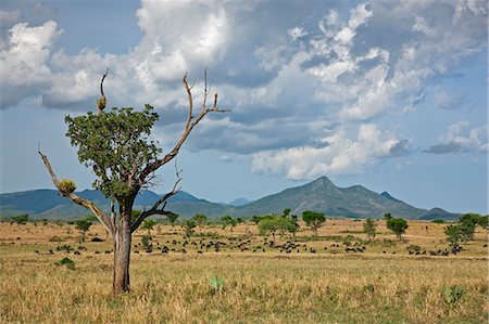 Buffalos graze in Kidepo National Park, a park of 1,436  sq km set in a semi arid wilderness of spectacular beauty in the far north of Uganda, bordering Southern Sudan. Photographie de stock - Rights-Managed, Code: 862-06543147