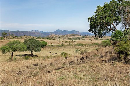 simsearch:862-06543142,k - The landscape of Kidepo National Park, a park set in a semi arid wilderness of spectacular beauty in the far north of Uganda, bordering Southern Sudan. Stock Photo - Rights-Managed, Code: 862-06543143
