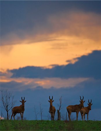 Jackson s Hartbeest at dusk in Kidepo National Park, a park set in a semi arid wilderness of spectacular beauty in the far north of Uganda, bordering Southern Sudan. Foto de stock - Con derechos protegidos, Código: 862-06543154