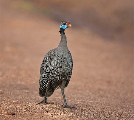 simsearch:862-06543226,k - An attractive northern race of Helmeted Guineafowl, Numida meleagris meleagris,at Kidepo National Park, Uganda, Africa Foto de stock - Direito Controlado, Número: 862-06543150