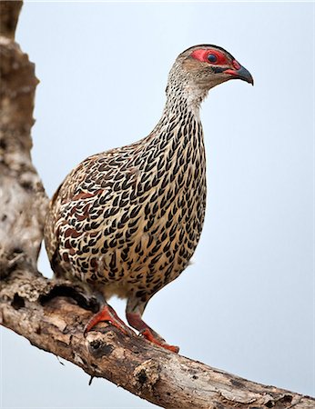 simsearch:862-06543226,k - Clapperton s Francolin is largely restricted in East Africa to Kidepo National Park and Mount Elgon, Uganda, Africa Stockbilder - Lizenzpflichtiges, Bildnummer: 862-06543151