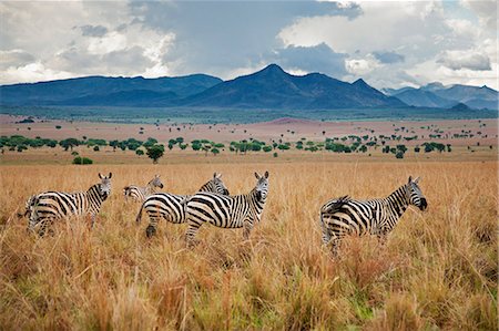 simsearch:851-02963288,k - Burchell s zebra in Kidepo National Park, a park set in a semi arid wilderness of spectacular beauty in the far north of Uganda, bordering Southern Sudan. Photographie de stock - Rights-Managed, Code: 862-06543152