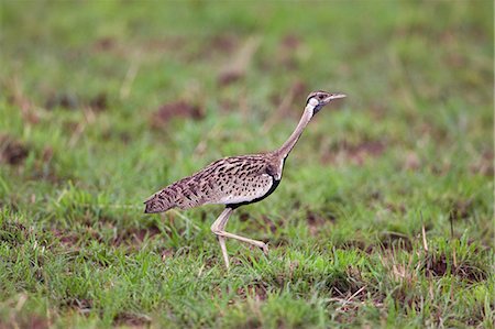 simsearch:862-06543159,k - A Black bellied Bustard, Eupodotis melanogaster, in Kidepo National Park, Uganda, Africa Photographie de stock - Rights-Managed, Code: 862-06543153