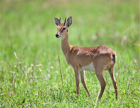 A male Oribi in Murchison Falls National Park, Uganda, Africa Stock Photo - Rights-Managed, Code: 862-06543164