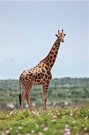 A fine Rothschild s Giraffe in Murchison Falls National Park, Uganda, Africa Stockbilder - Lizenzpflichtiges, Bildnummer: 862-06543167