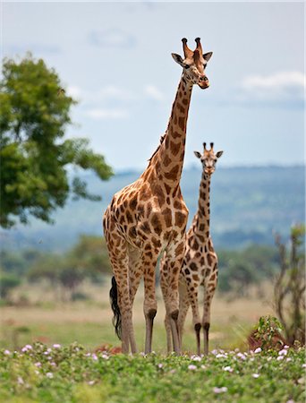 Rothschild s Giraffes in Murchison Falls National Park, Uganda, Africa Foto de stock - Con derechos protegidos, Código: 862-06543168