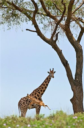 An Oribi leaps high in front of a curious Rothschilds Giraffe in Murchison Falls National Park, Uganda, Africa Foto de stock - Con derechos protegidos, Código: 862-06543169