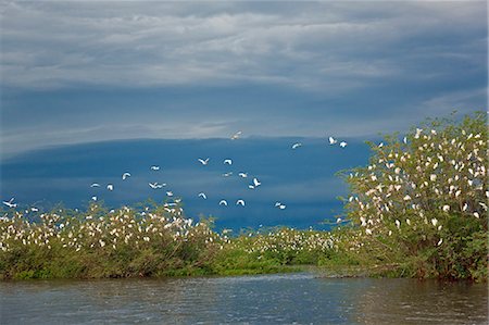 A favoured roosting place for thousands of Cattle Egrets is a small island in the middle of the Victoria Nile, Uganda, Africa Stock Photo - Rights-Managed, Code: 862-06543162