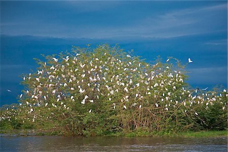 A favoured roosting place for thousands of Cattle Egrets is a small island in the middle of the Victoria Nile, Uganda, Africa Foto de stock - Con derechos protegidos, Código: 862-06543163