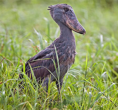 A Shoebill in the swamps near Wanseko, Uganda, Africa Photographie de stock - Rights-Managed, Code: 862-06543175