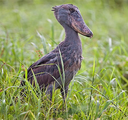 simsearch:862-06543226,k - A Shoebill in the swamps near Wanseko, Uganda, Africa Stockbilder - Lizenzpflichtiges, Bildnummer: 862-06543175