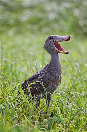 simsearch:862-06543155,k - A Shoebill in the swamps near Wanseko, Uganda, Africa Photographie de stock - Rights-Managed, Code: 862-06543176