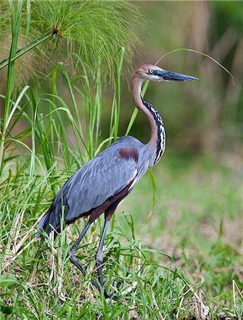 simsearch:862-06543155,k - A Goliath Heron in the swamps near Wanseko, Uganda, Africa Photographie de stock - Rights-Managed, Code: 862-06543177