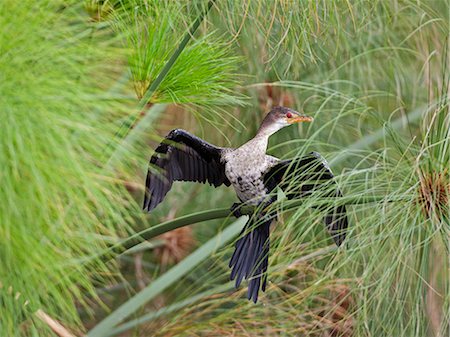 simsearch:862-06543226,k - A Long tailed Cormorant displays in the papyrus swamps near Wanseko, Uganda, Africa Stockbilder - Lizenzpflichtiges, Bildnummer: 862-06543178