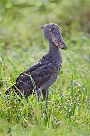 simsearch:862-06543159,k - A Shoebill in the swamps near Wanseko, Uganda, Africa Photographie de stock - Rights-Managed, Code: 862-06543173