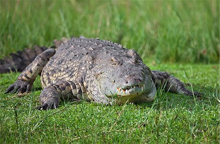 simsearch:614-09039002,k - A massive Nile Crocodile basking on the banks of the Victoria Nile in Murchison Falls National Park, Uganda, Africa Stock Photo - Rights-Managed, Code: 862-06543187