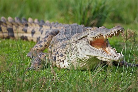 simsearch:614-09038997,k - A massive Nile Crocodile with open jaws basking on the banks of the Victoria Nile in Murchison Falls National Park, Uganda, Africa Stock Photo - Rights-Managed, Code: 862-06543188