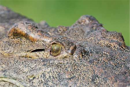 simsearch:862-03355309,k - The eye of a massive Nile Crocodile in Murchison Falls National Park, Uganda, Africa Photographie de stock - Rights-Managed, Code: 862-06543189