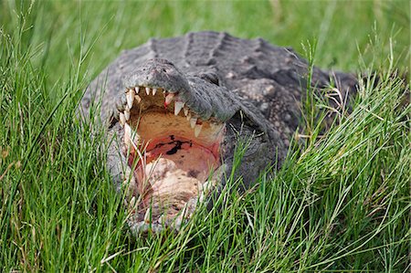 A massive Nile Crocodile with open jaws basking on the banks of the Victoria Nile in Murchison Falls National Park, Uganda, Africa Stock Photo - Rights-Managed, Code: 862-06543180